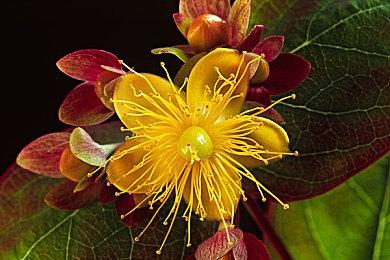 《夏日重现》角色“小弓场香织”介绍PV 明年1月26日发售